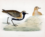 Golden Plover - hand coloured lithograph 1891 (Print)
