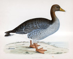 Gray Lag Goose - hand coloured lithograph 1891 (Print)