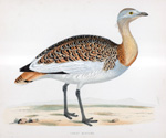 Great Bustard - hand coloured lithograph 1891 (Print)