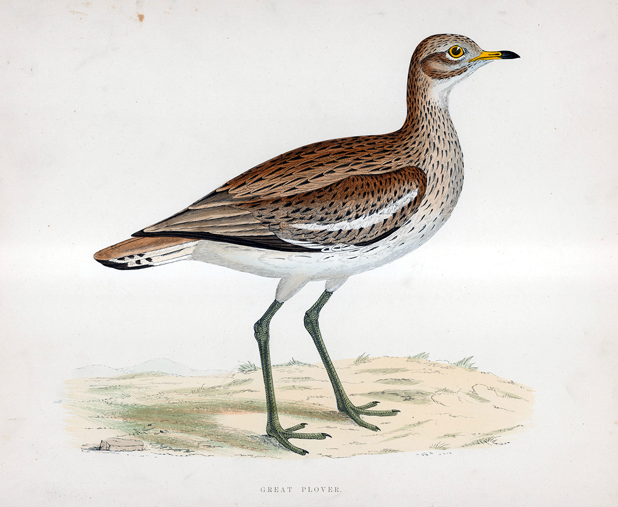 Great Plover - hand coloured lithograph 1891 (Print) art by Beverley R Morris Art at The Illustration Art Gallery