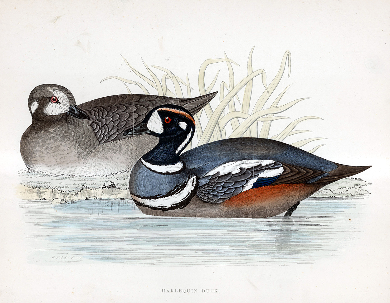 Harlequin Duck - hand coloured lithograph 1891 (Print) art by Beverley R Morris Art at The Illustration Art Gallery