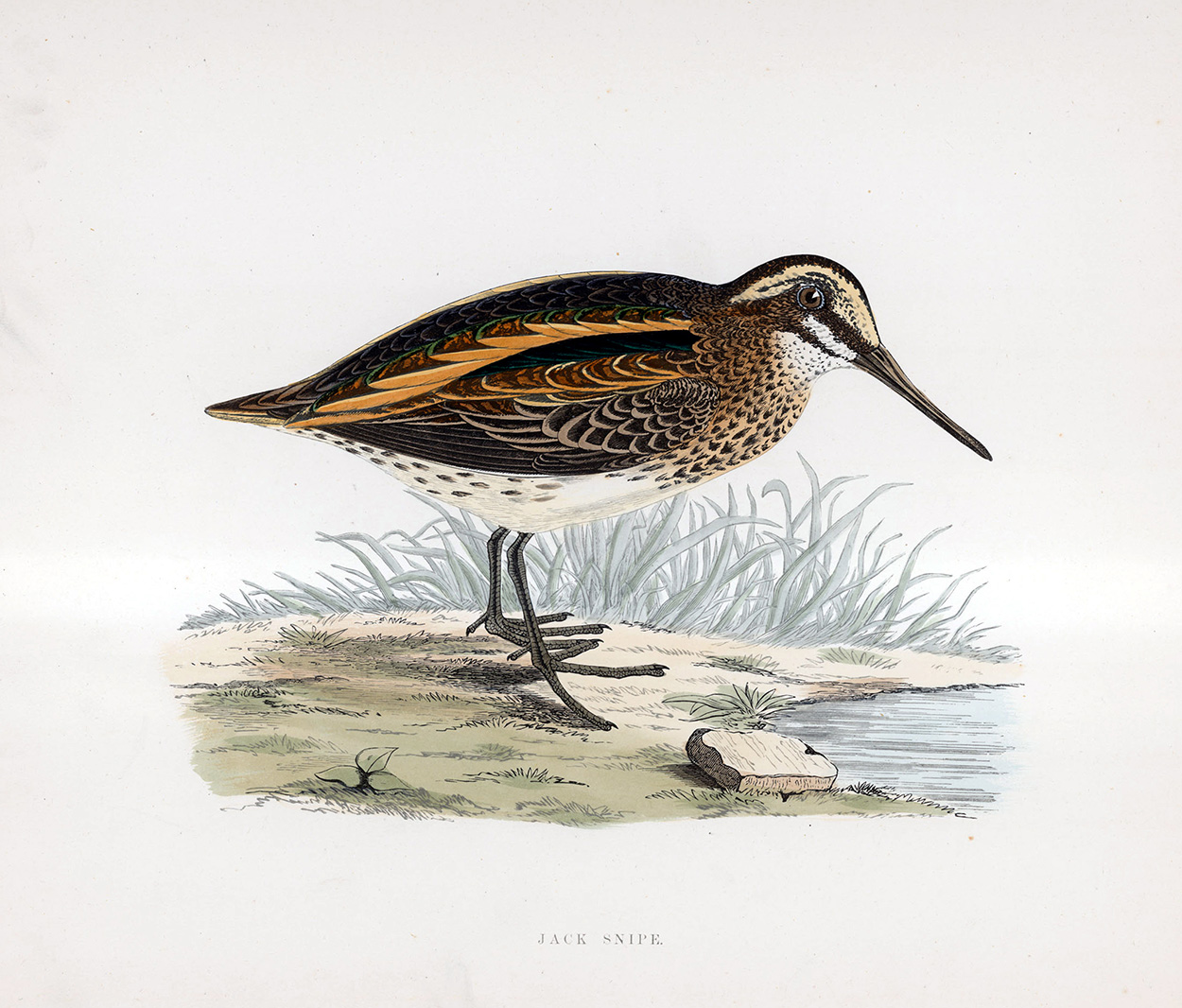 Jack Snipe - hand coloured lithograph 1891 (Print) art by Beverley R Morris Art at The Illustration Art Gallery