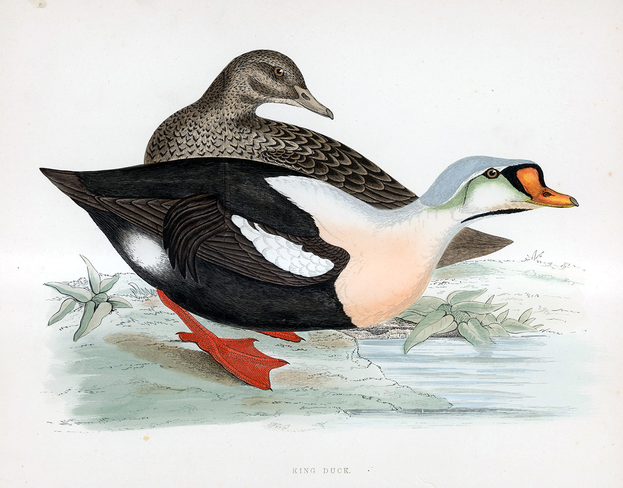 King Duck - hand coloured lithograph 1891 (Print) art by Beverley R Morris Art at The Illustration Art Gallery
