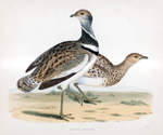Little Bustard - hand coloured lithograph 1891 (Print)