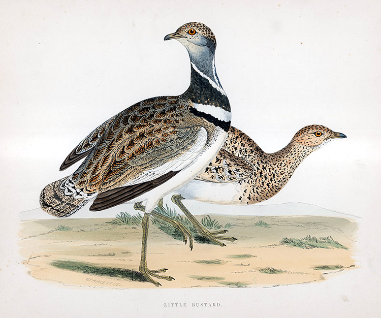 Little Bustard - hand coloured lithograph 1891 (Print) by Beverley R Morris at The Illustration Art Gallery