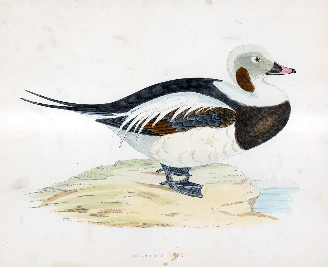Long Tailed Duck - hand coloured lithograph 1891 (Print) art by Beverley R Morris at The Illustration Art Gallery