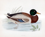 Mallard - hand coloured lithograph 1891 (Print)