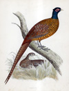 Pheasant - hand coloured lithograph 1891 (Print)