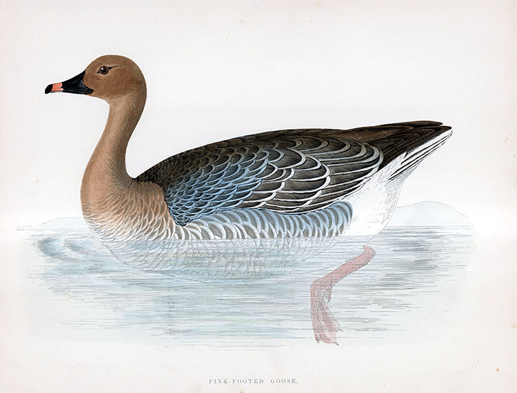 Pink Footed Goose - hand coloured lithograph 1891 (Print) by Beverley R Morris at The Illustration Art Gallery