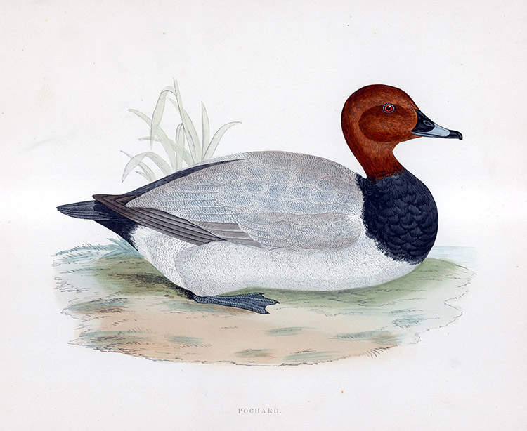 Pochard - hand coloured lithograph 1891 (Print) by Beverley R Morris Art at The Illustration Art Gallery