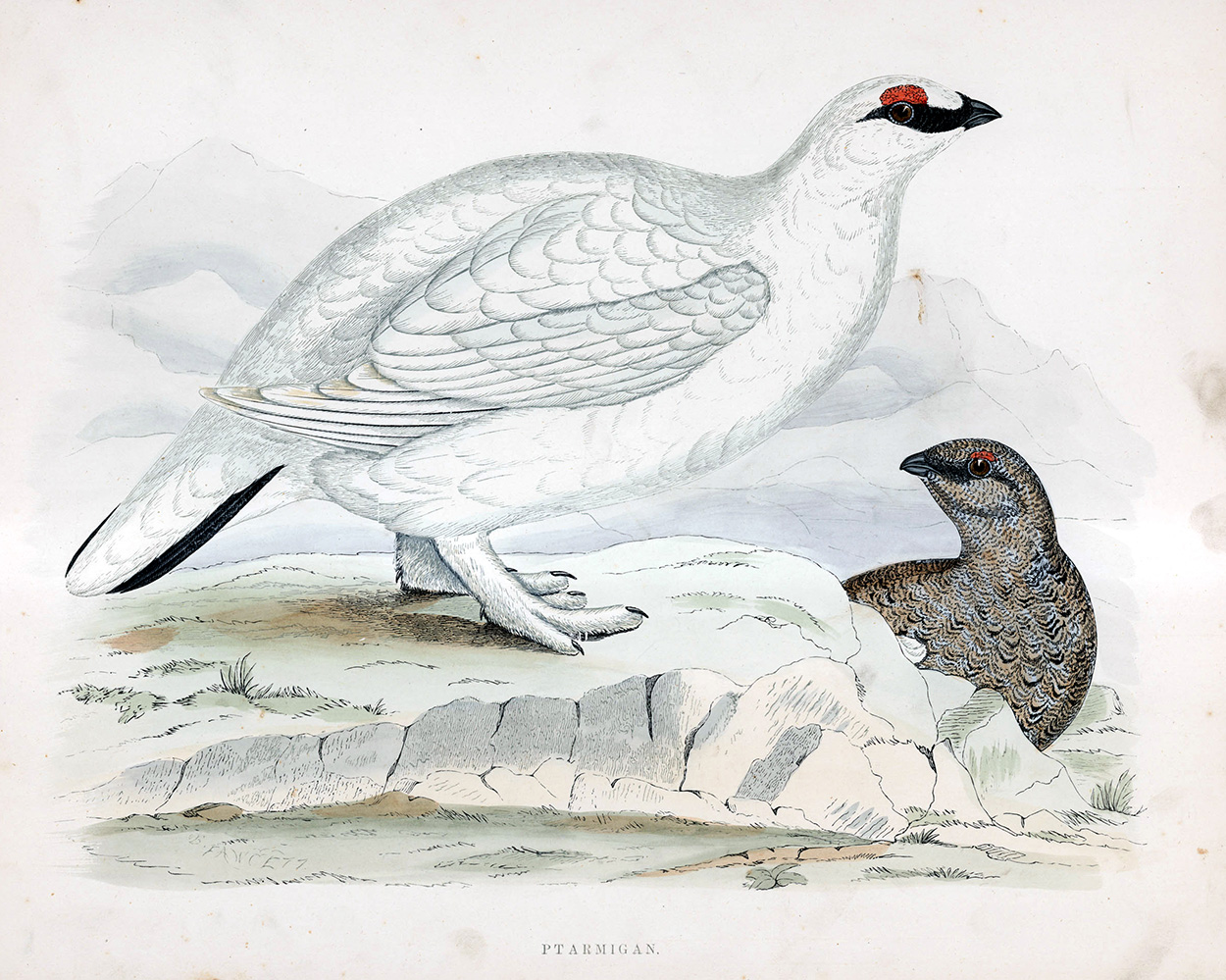 Ptarmigan - hand coloured lithograph 1891 (Print) art by Beverley R Morris Art at The Illustration Art Gallery