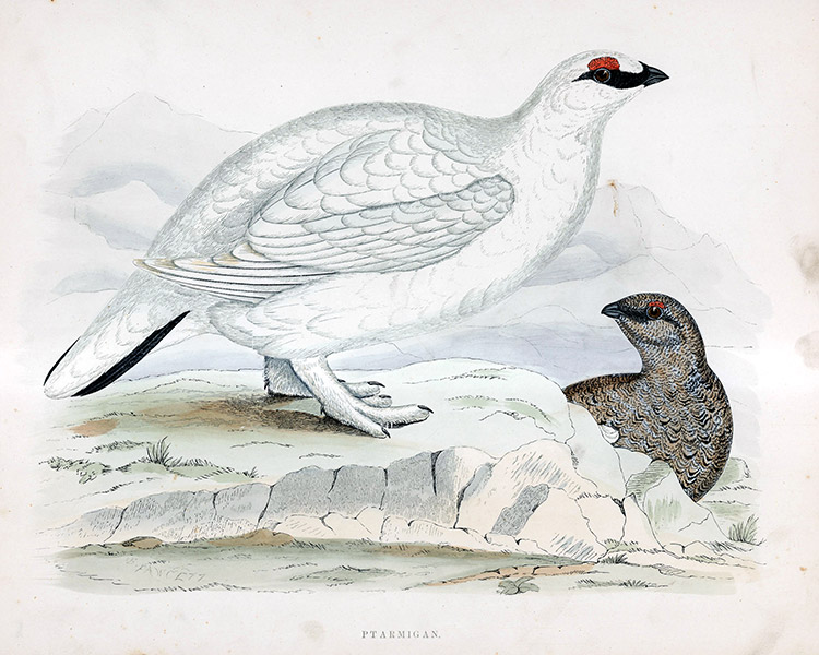 Ptarmigan - hand coloured lithograph 1891 (Print) by Beverley R Morris Art at The Illustration Art Gallery