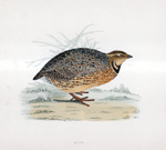 Quail - hand coloured lithograph 1891 (Print)