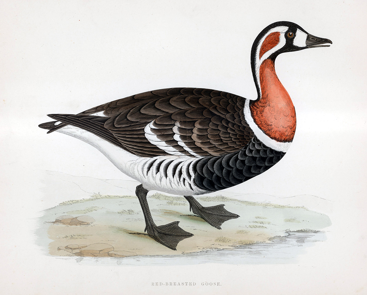 Red Breasted Goose - hand coloured lithograph 1891 (Print) art by Beverley R Morris Art at The Illustration Art Gallery