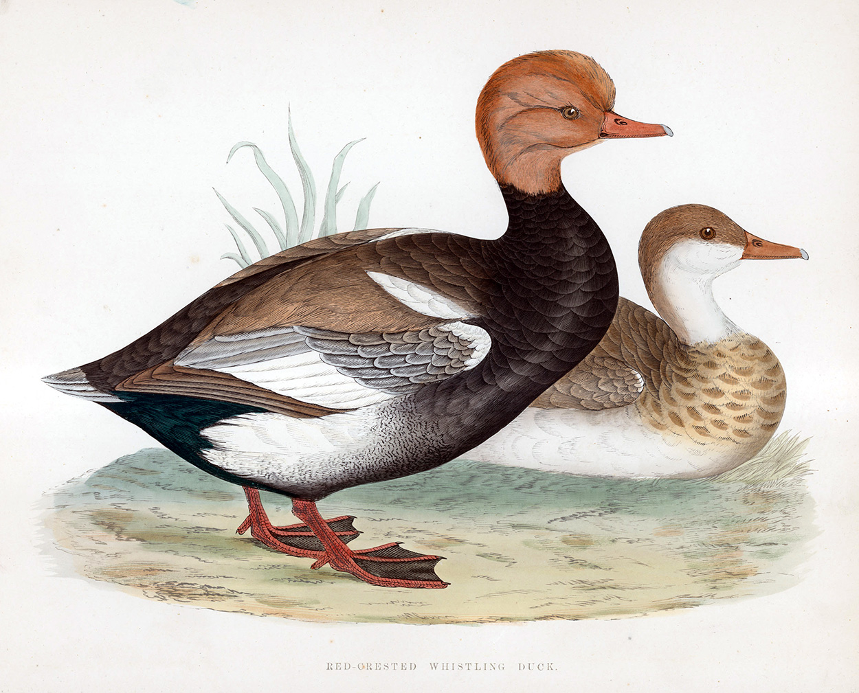 Red Crested Whistling Duck - hand coloured lithograph 1891 (Print) art by Beverley R Morris Art at The Illustration Art Gallery