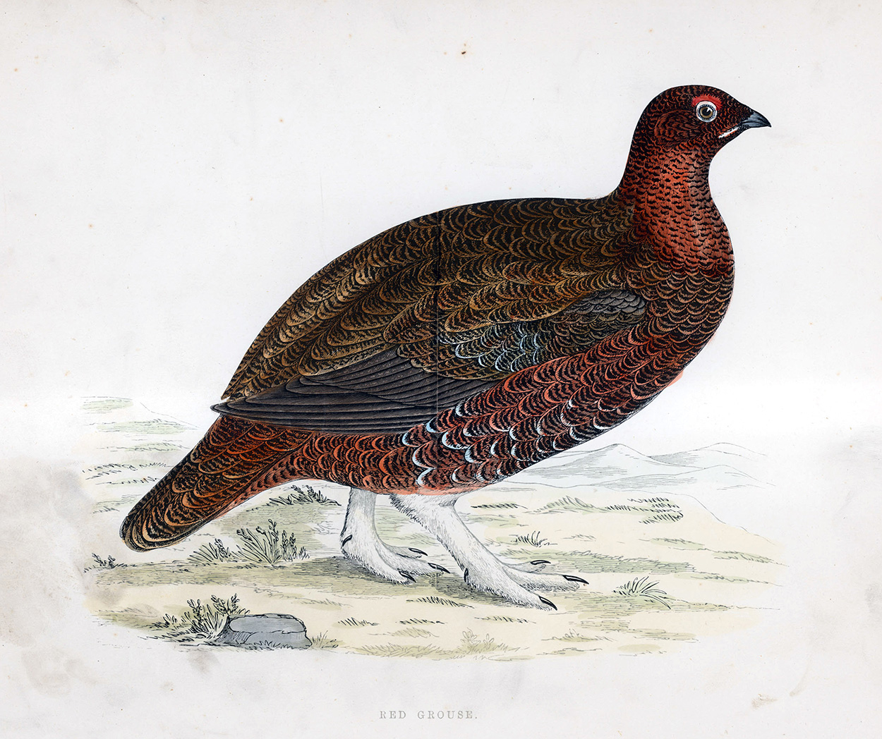 Red Grouse - hand coloured lithograph 1891 (Print) art by Beverley R Morris Art at The Illustration Art Gallery