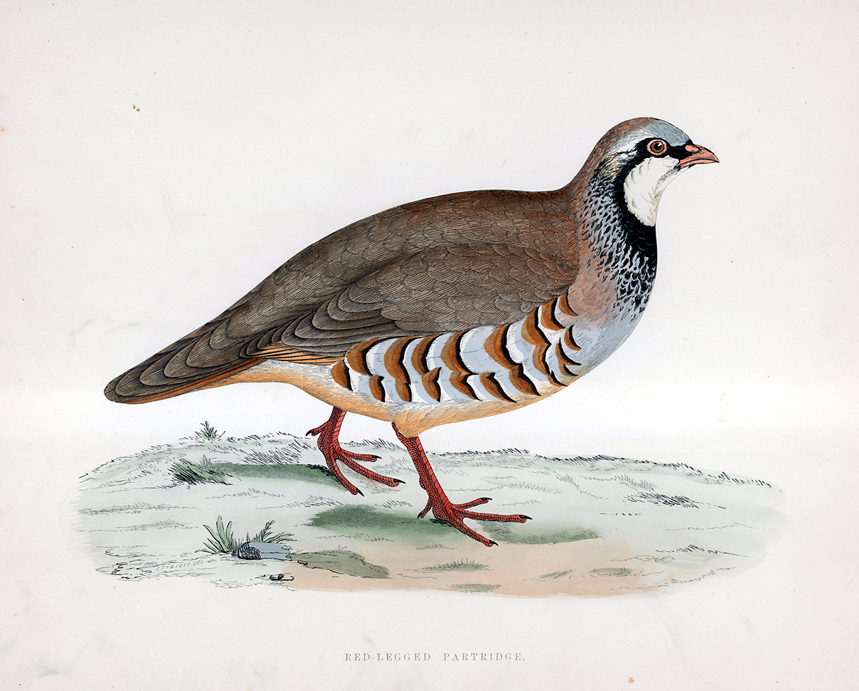 Red Legged Partridge - hand coloured lithograph 1891 (Print) art by Beverley R Morris Art at The Illustration Art Gallery