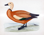 Ruddy Shieldrake - hand coloured lithograph 1891 (Print)