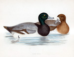 Scaup Duck - hand coloured lithograph 1891 (Print)