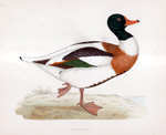 Shieldrake - hand coloured lithograph 1891 (Print)
