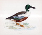 Shoveler - hand coloured lithograph 1891 (Print)