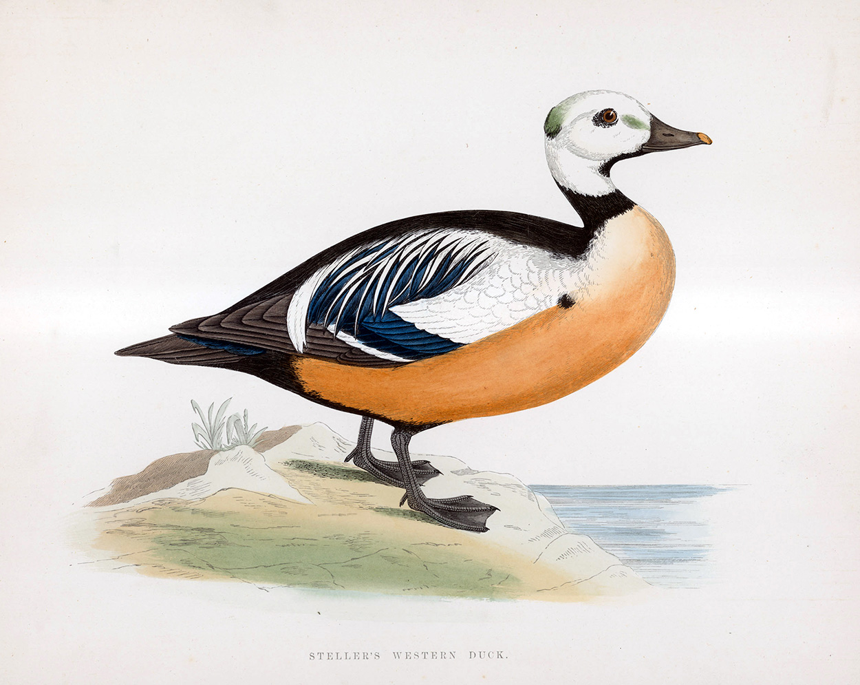 Steller's Western Duck - hand coloured lithograph 1891 (Print) art by Beverley R Morris Art at The Illustration Art Gallery