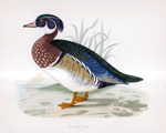 Summer Duck - hand coloured lithograph 1891 (Print)