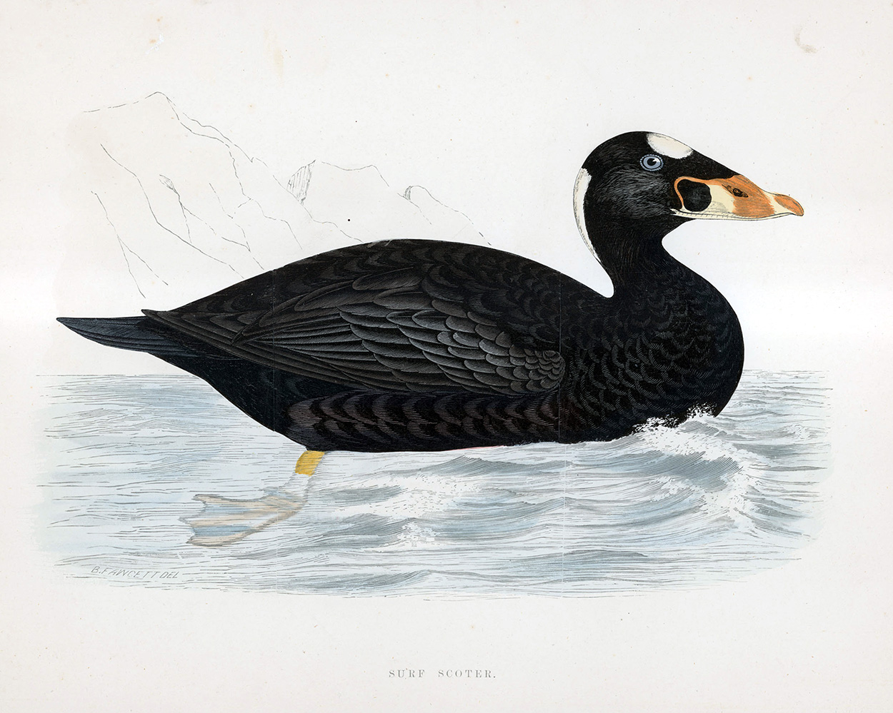 Surf Scoter - hand coloured lithograph 1891 (Print) art by Beverley R Morris Art at The Illustration Art Gallery
