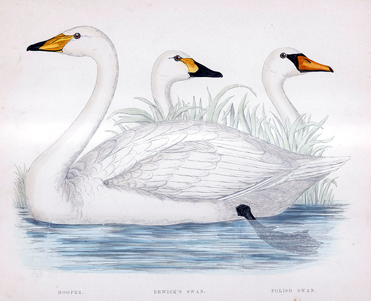 Bewick's Swan - hand coloured lithograph 1891 (Print) by Beverley R Morris at The Illustration Art Gallery