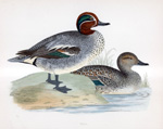 Teal - hand coloured lithograph 1891 (Print)