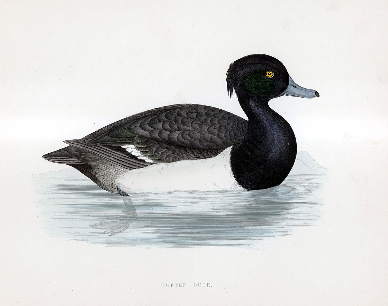 Tufted Duck - hand coloured lithograph 1891 (Print) art by Beverley R Morris Art at The Illustration Art Gallery