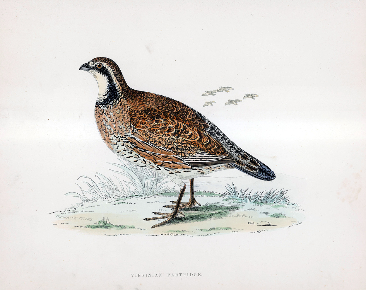 Virginian Partridge - hand coloured lithograph 1891 (Print) art by Beverley R Morris Art at The Illustration Art Gallery