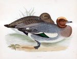 Wigeon - hand coloured lithograph 1891 (Print)