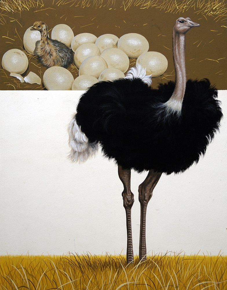 The Ostrich - The Bird that Cannot Fly (Original) (Signed) art by David Nockels Art at The Illustration Art Gallery