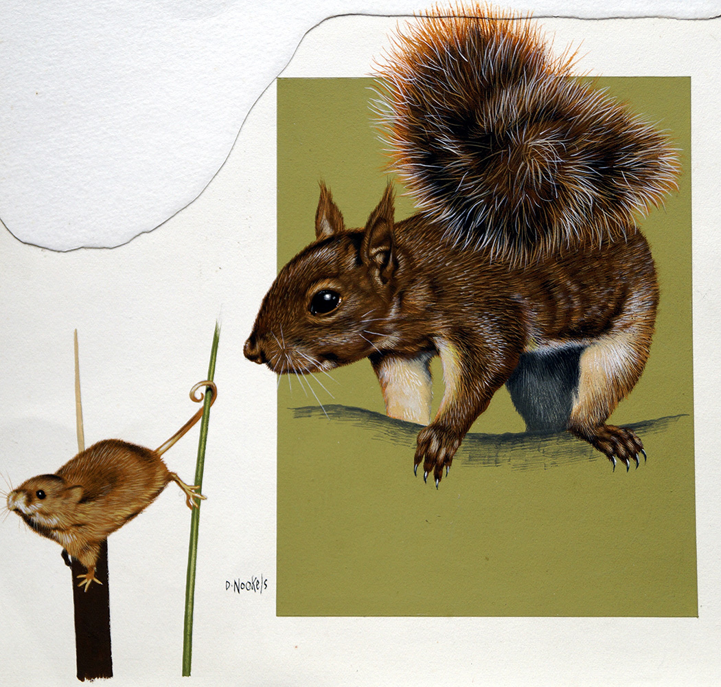 Red Squirrel (Original) (Signed) art by David Nockels Art at The Illustration Art Gallery