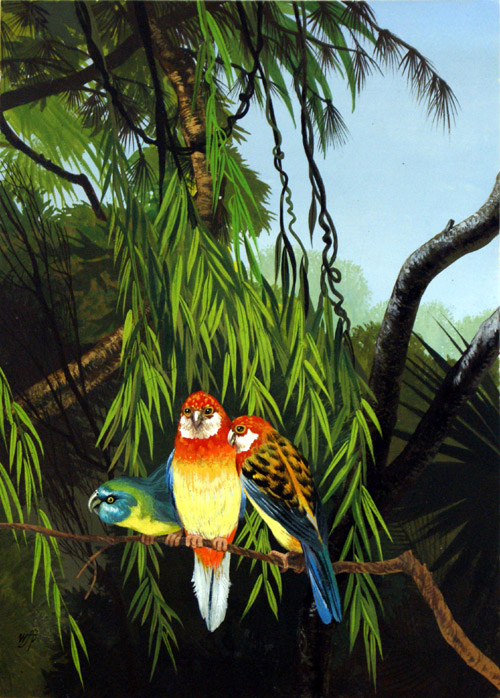 Three Parrots (Original) (Signed)