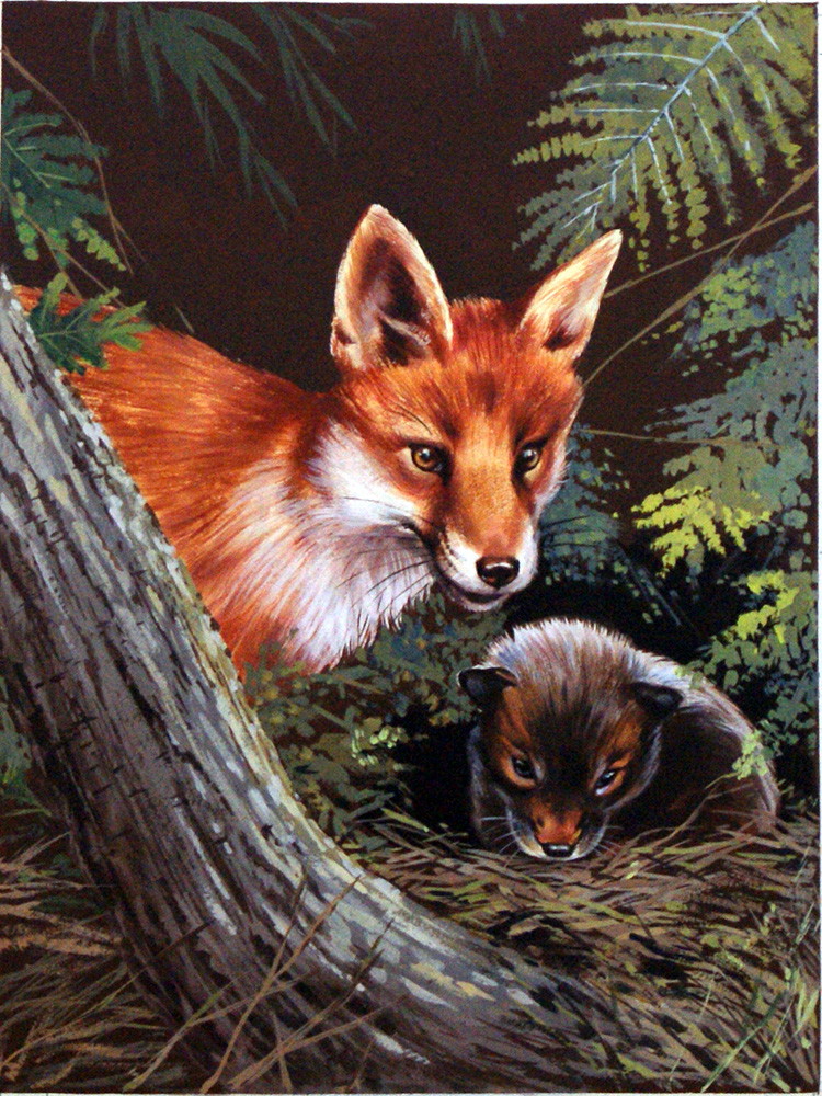 Fox and cub (Original) art by Natural History (William Francis Phillipps) at The Illustration Art Gallery