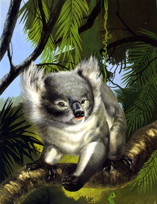 Koala Bear (Original)