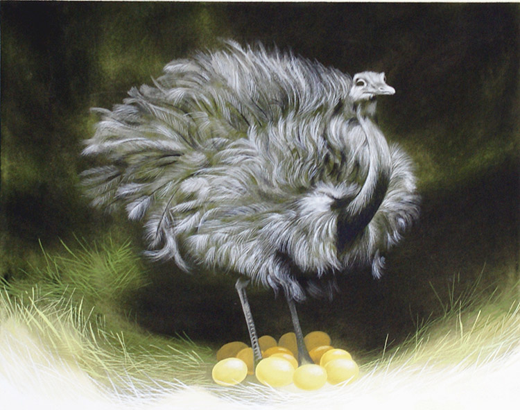 Ostrich (Original)