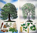 Horse Chestnut & Silver Birch (Original)