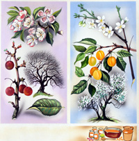 Cherry and Peach Wild Fruit Trees (Original)