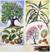 Walnuts & Almonds (Original) (Signed)