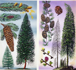 Douglas Fir & Scots Pine (Original)