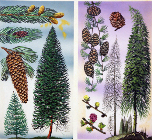 Douglas Fir and Scots Pine (Original) by David Pratt Art at The Illustration Art Gallery
