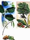 All Sorts of Nuts: Hazel Nuts and Sweet Chestnuts (Original)