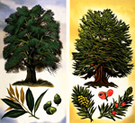 Holm Oak & Yew (Original)