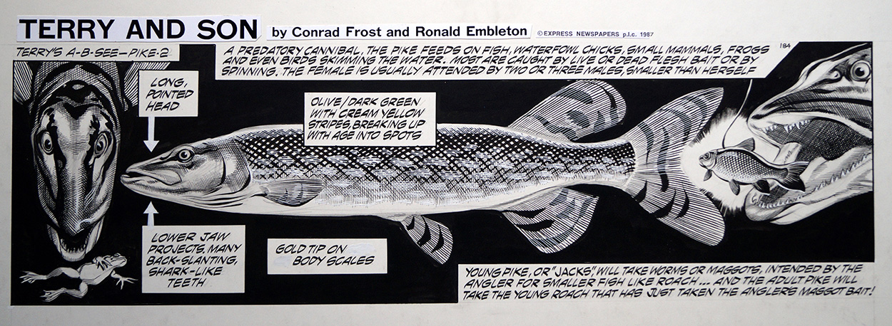 Terry and Son - Cannibal (Original) art by Terry and Son (Ron Embleton) at The Illustration Art Gallery