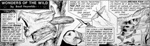 Wonders of the Wild - Flying Squirrel (Original)