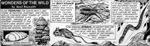 Wonders of the Wild - Flying Snake (Original)