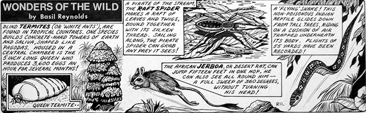 Wonders of the Wild - Flying Snake (Original) by Basil Reynolds Art at The Illustration Art Gallery